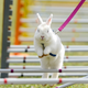 Illustration for article titled This Rabbit Clearly Had a Way More Productive Labor Day Than You